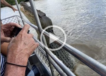 Big Boy tries to bite the hand that feeds. Dominator the crocodile, Adelaide River, NT. Photo Animal Ark