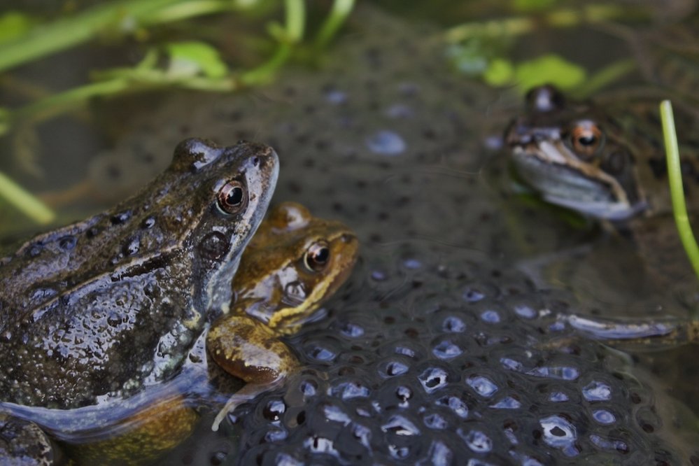 European common frog spawning Rana temporaria. Photo Thomas Brown, Wikimedia Commons