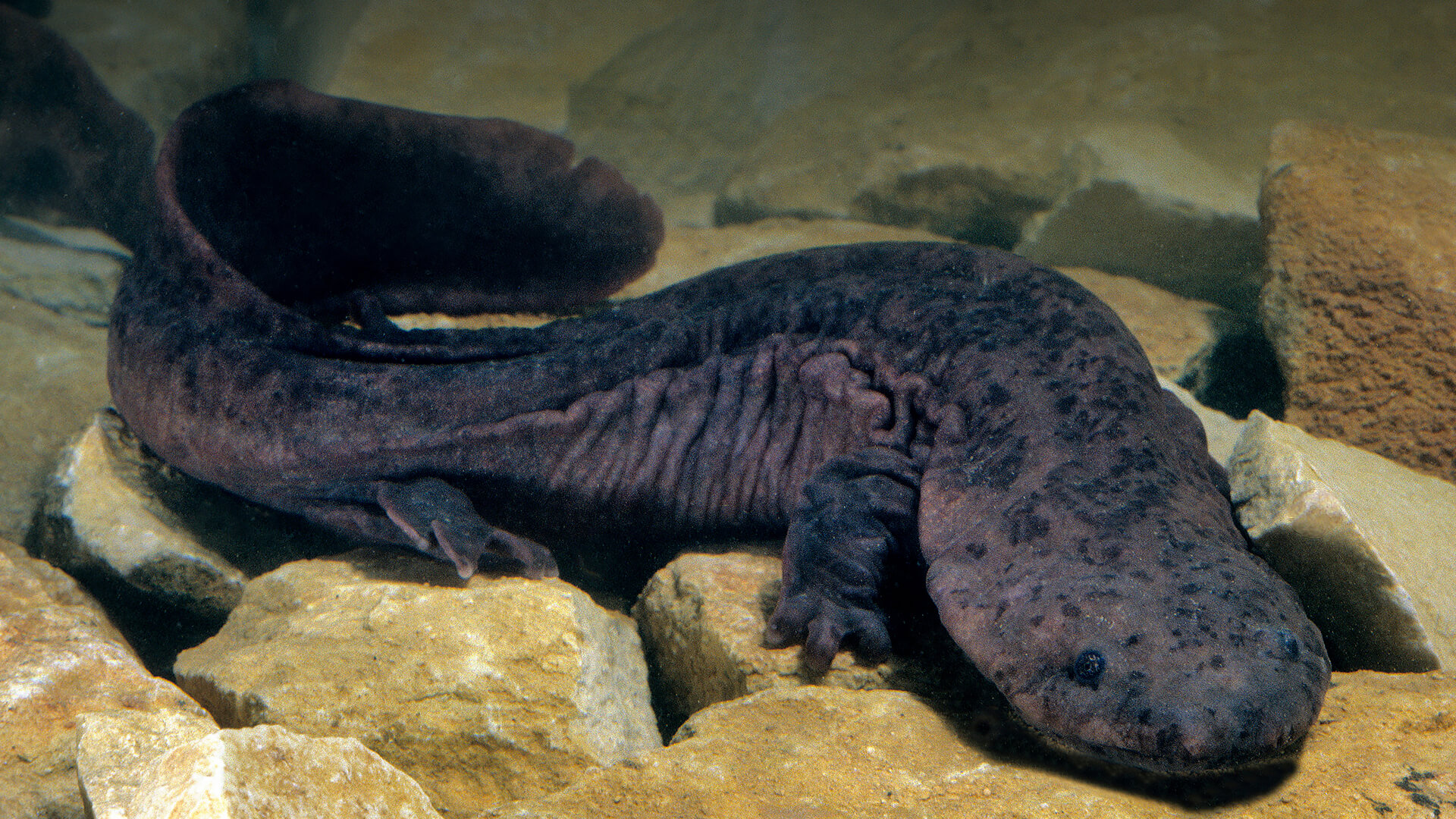 Giant Chinese salamander. Photo: San Diego Zoo