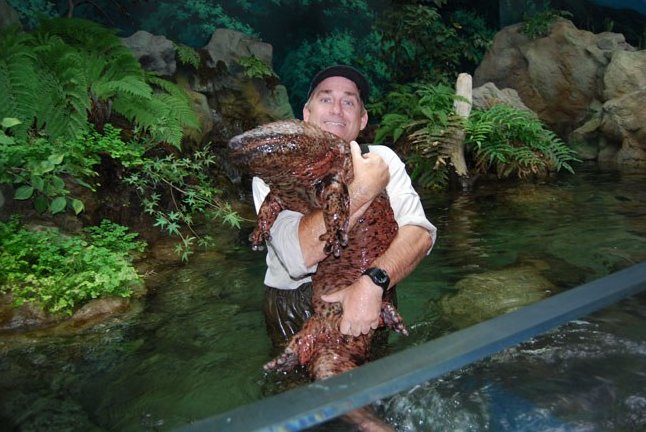 Giant Salamander. Photo: NGT National Geographic Creative