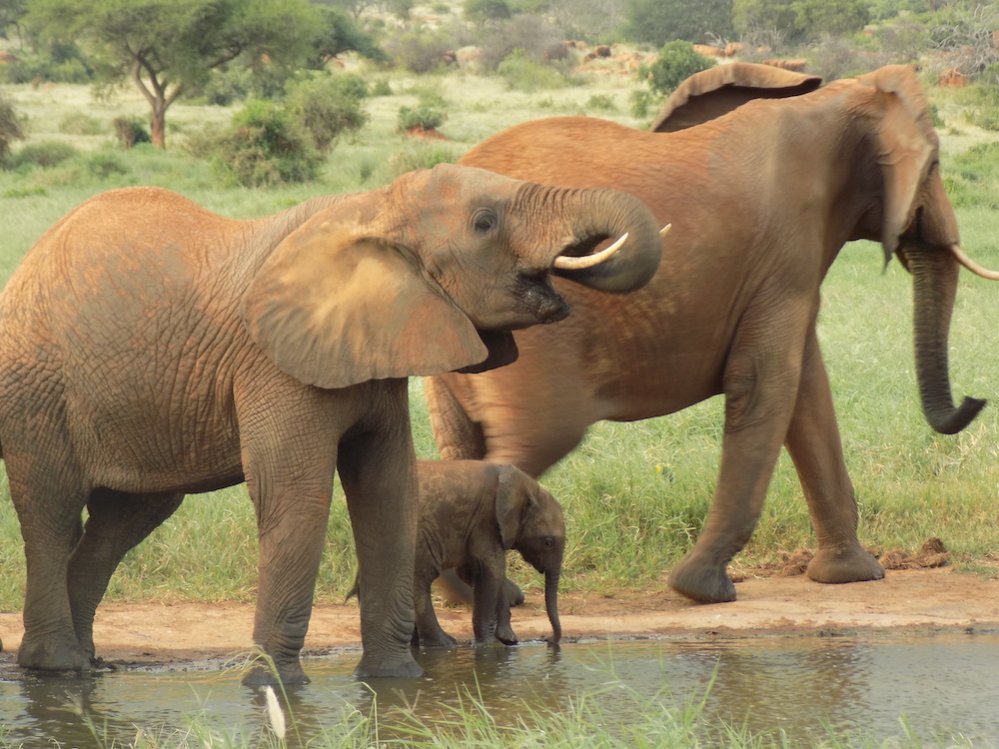Kenya, baby elephant. Photo Biosphereafrika, Wikimedia Commons