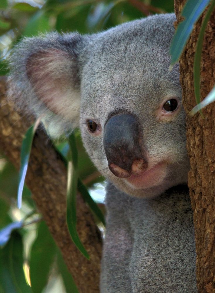 Koala portrait - James Niland, Flickr/Wikimedia Commons