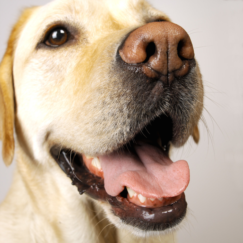 Labrador dog nose. Photo: Animal Ark