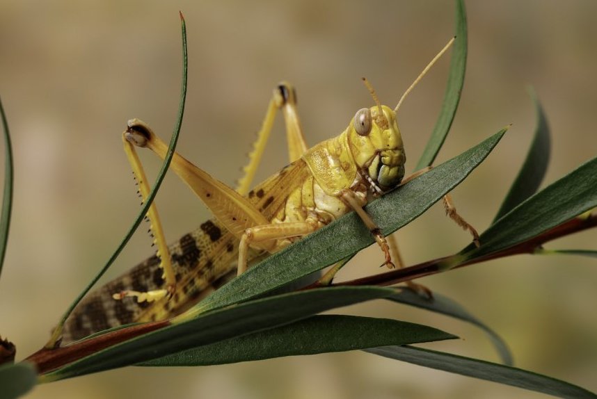 Locust. Photo: Animal Ark