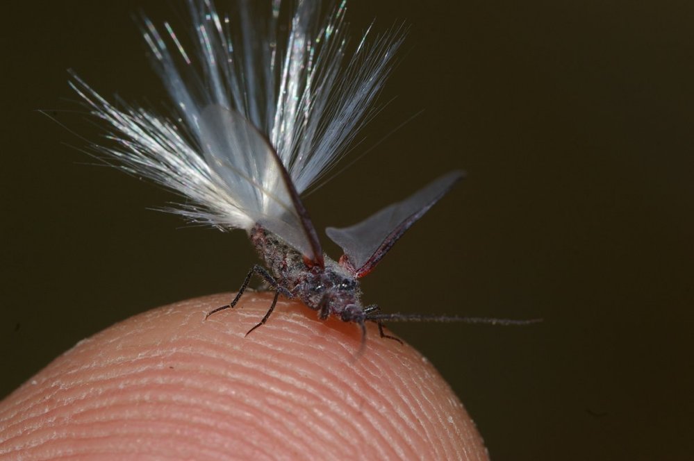 Male paradise fly on finger. Photo: Australian Museum