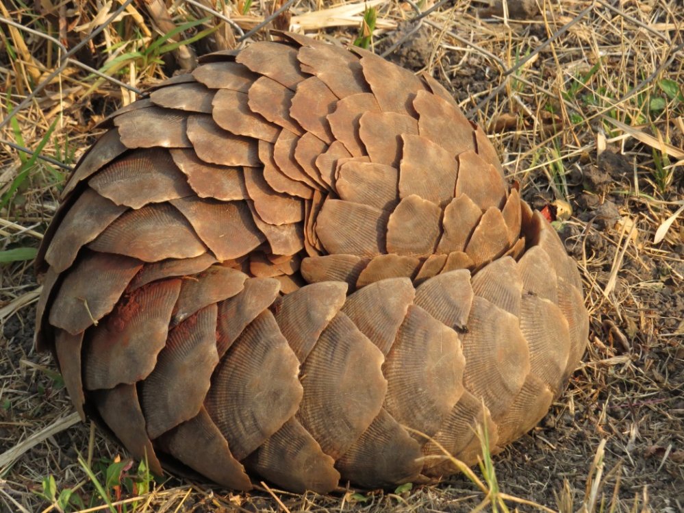 Pangolin in protective posture. Photo: Tikki Hywood Trust, US Fish and Wildlife Service - Wikimedia Commons