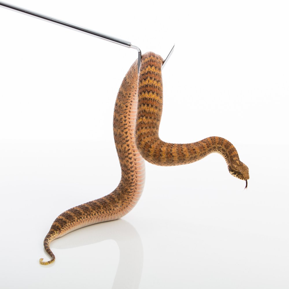 Southern death adder (Acanthophis antarcticus) on Animal Ark hook. Photo: Karl Monaghan/Animal Ark