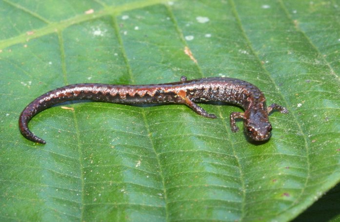 Thorius arboreus Mexican tree climbing pygmy salamander. Photo: University of California,Berkley/CalPhotos