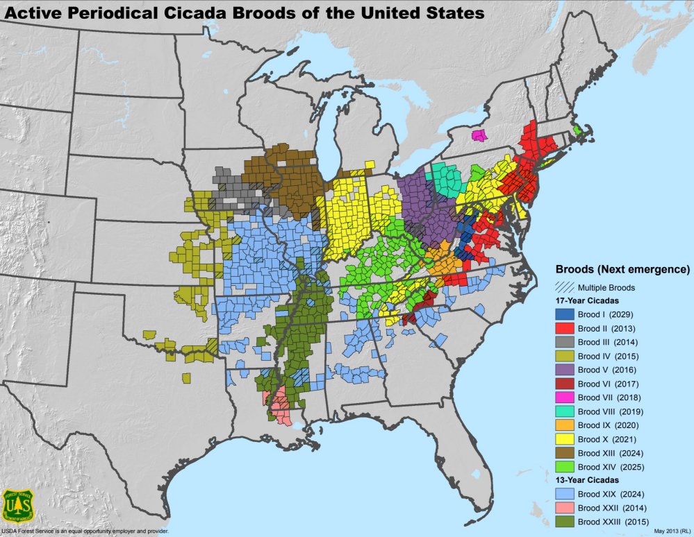 USDA Forest Service map showing county by county where periodical cicada broods of the United States are located and when they can next be expected to emerge Wikimedia Commons