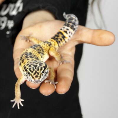 Gecko in hand